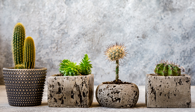 Vasos de suculentas e mini cactos